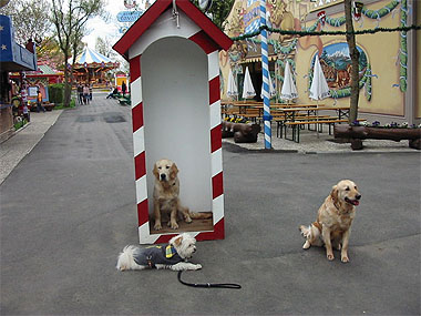 Mobile Hundeschule